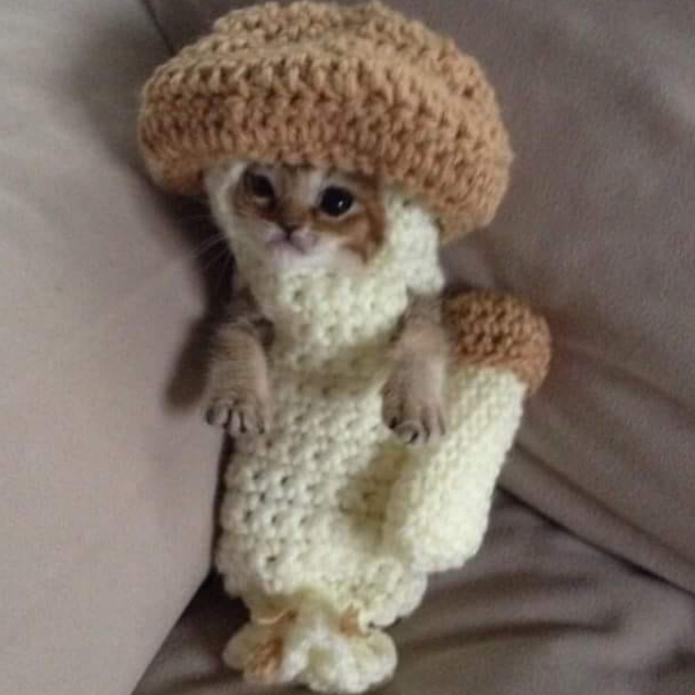 Meet your Posher, Jeanette